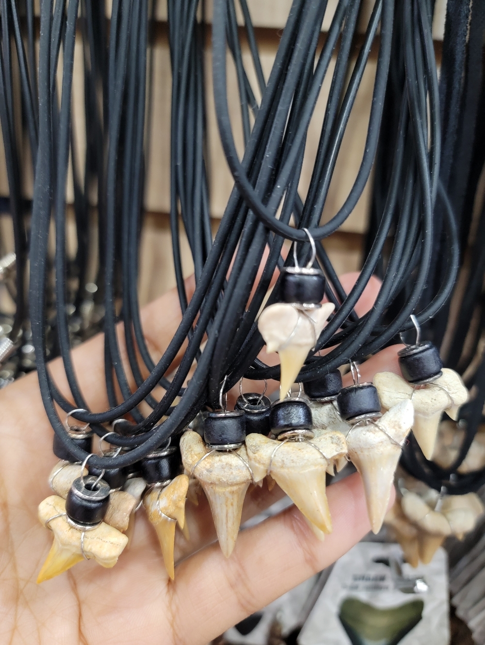 2 Left! Shark Tooth Pendant Necklace - Black Cord with Natural Beige Teeth